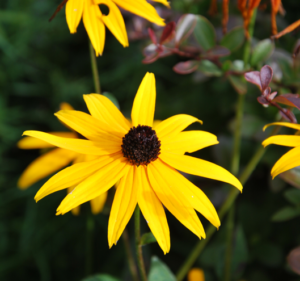 neighborhood-garden-4