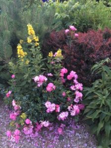 neighborhoodgarden17_1
