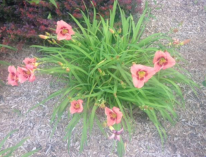 pinkflowers