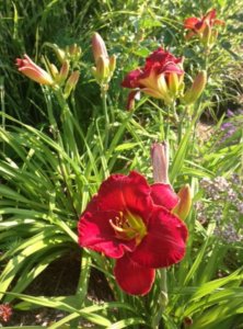 redflowers